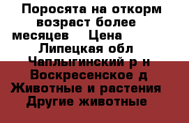 Поросята на откорм,возраст более 3 месяцев. › Цена ­ 2 200 - Липецкая обл., Чаплыгинский р-н, Воскресенское д. Животные и растения » Другие животные   